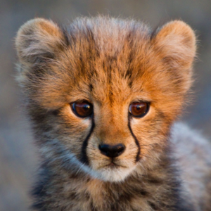 cheetah cub original picture for mosaic