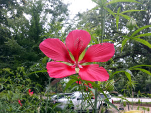 Texas Red Star Hibiscus growing at the Auburn Arboretum
