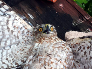 The Cooper Hawk staring at me.