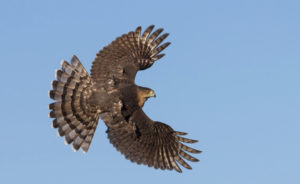 cooper Hawk flying