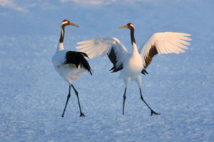 Japanese cranes dancing on a frozen lake
