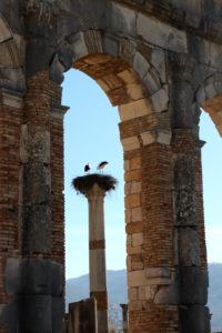 Stork nest on top of the forum's column