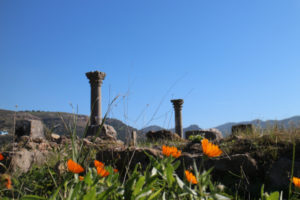 Volubilis columns over blooming calendula.