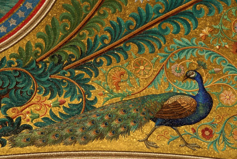 Gorgeous peacock 